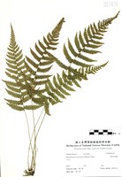 藏品(光葉凸軸蕨)的圖片